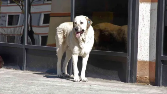 Üniversite kampüsündeki köpekler öğrencilerin kabusu oldu
