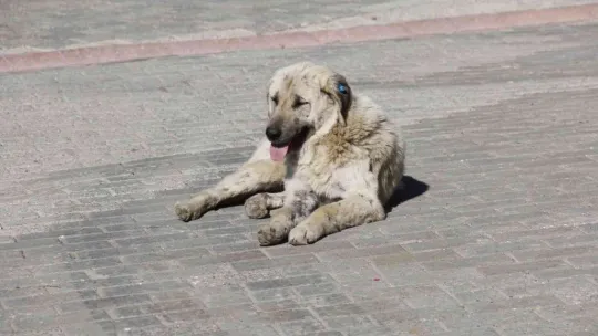 Üniversite kampüsündeki köpekler öğrencilerin kabusu oldu