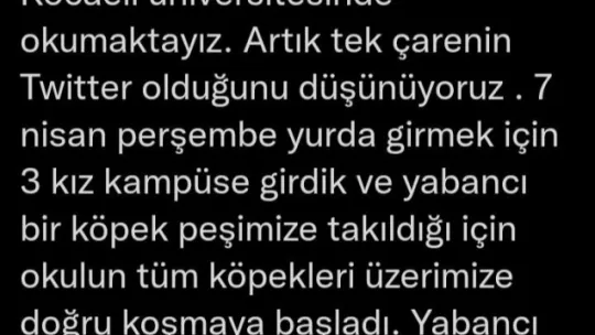 Üniversite kampüsündeki köpekler öğrencilerin kabusu oldu