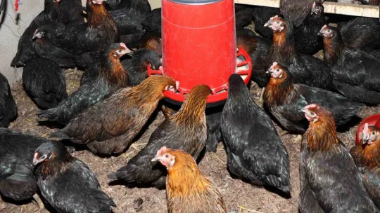 Üreticiye yüzde 50 hibeli yumurta tavuğu desteği