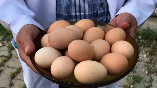 Üreticiye yüzde 50 hibeli yumurta tavuğu desteği
