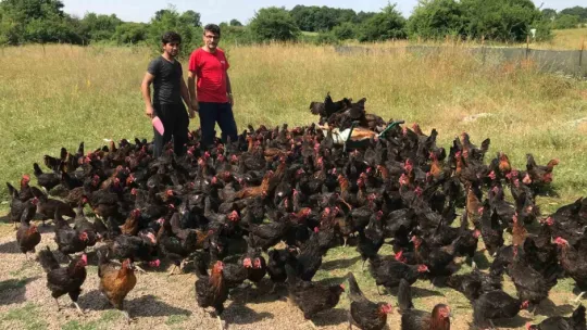 Üreticiye yüzde 50 hibeli yumurta tavuğu desteği