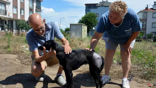 Uyuyan köpeği ezdi, arkasına bile bakmadı