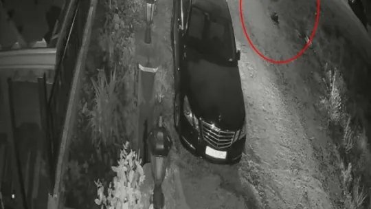 Uyuyan köpeği ezdi, arkasına bile bakmadı