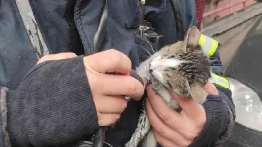 Kediyi kendi oksijen maskesiyle hayatta tuttu