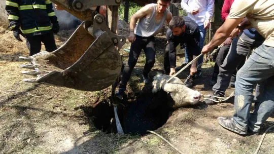 Kuyuya düşen büyükbaş hayvan bakın nasıl kurtarıldı?