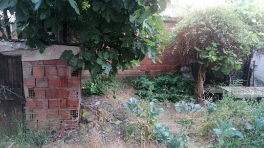 Çıktığı asmadan düşerek hayatını kaybetti