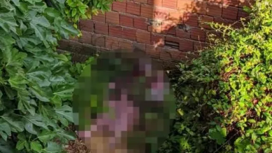 Çıktığı asmadan düşerek hayatını kaybetti