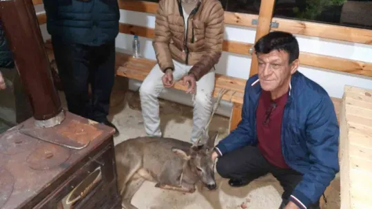 Yaralı karacaya köylüler sahip çıktı