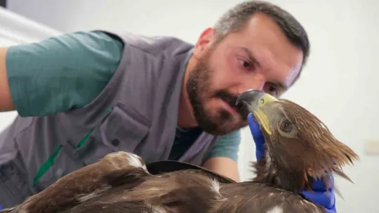 Yaralı kaya kartalı özgürlüğe kanat çırptı