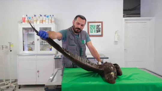 Yaralı kaya kartalı özgürlüğe kanat çırptı