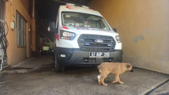 Yaralı yavru köpeğe ilk müdahale sağlık personelinden