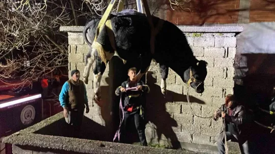 Yaramaz tosun balkonda mahsur kaldı