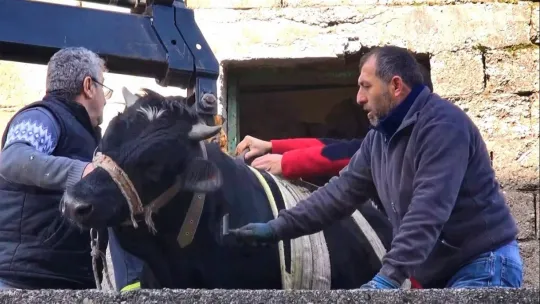 Yaramaz tosun yine durmadı