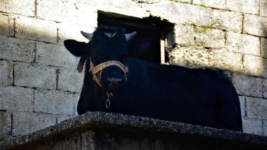 Yaramaz tosun yine durmadı