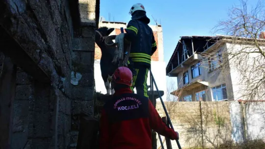 Yaramaz tosun yine durmadı