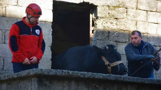 Yaramaz tosun yine durmadı