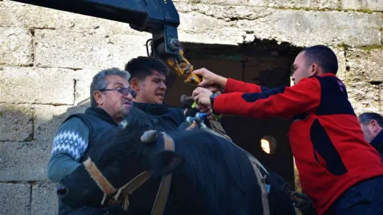 Yaramaz tosun yine durmadı