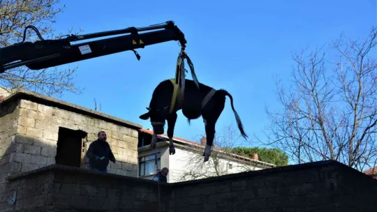 Yaramaz tosun yine durmadı