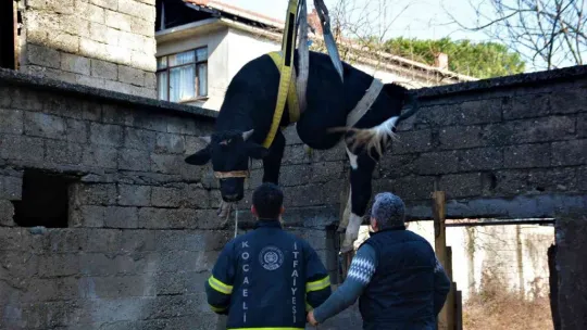 Yaramaz tosun yine durmadı