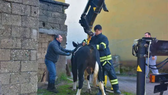 Yaramaz tosun yine durmadı