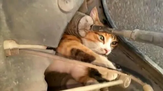 Yavru kedi bakın nereye sıkıştı