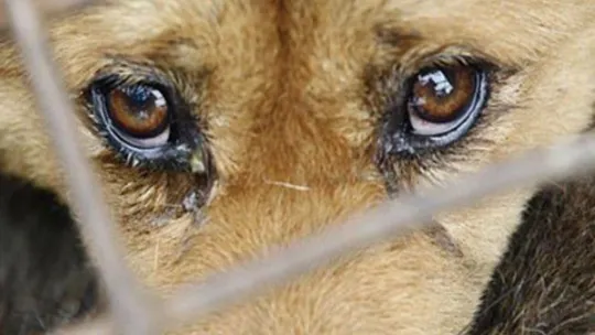 Yavru köpeklerini sopayla dövmüşler!