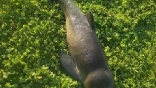 Yavru yunus ölü halde karaya vurdu