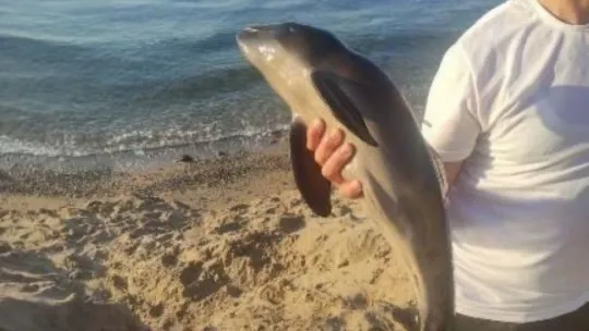 Yavru yunus ölü halde karaya vurdu