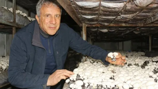 Yeşil sahalarda umduğunu bulamayınca dev mantar tesisi kurdu