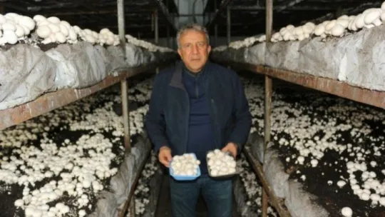 Yeşil sahalarda umduğunu bulamayınca dev mantar tesisi kurdu