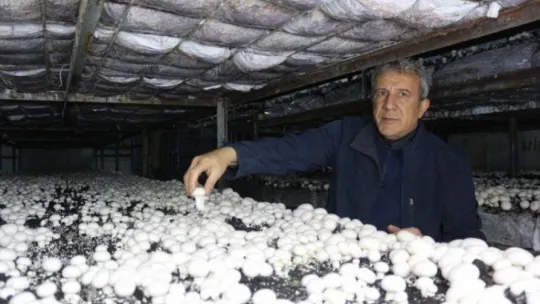 Yeşil sahalarda umduğunu bulamayınca dev mantar tesisi kurdu
