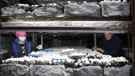 Yeşil sahalarda umduğunu bulamayınca dev mantar tesisi kurdu