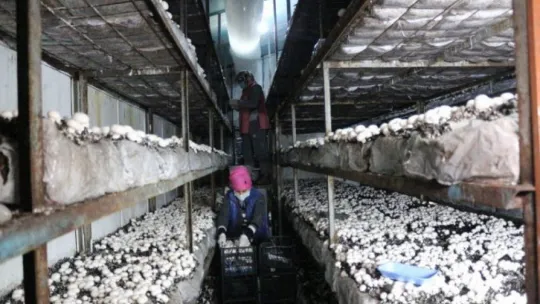 Yeşil sahalarda umduğunu bulamayınca dev mantar tesisi kurdu