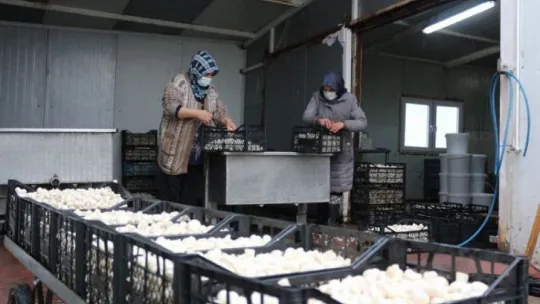 Yeşil sahalarda umduğunu bulamayınca dev mantar tesisi kurdu