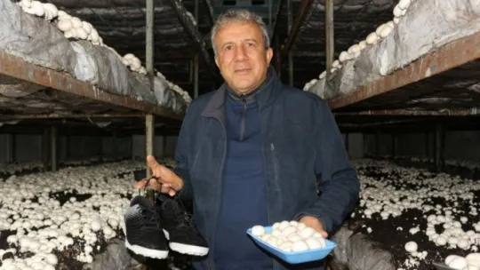 Yeşil sahalarda umduğunu bulamayınca dev mantar tesisi kurdu