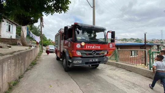 İzmit'te yılan paniği!