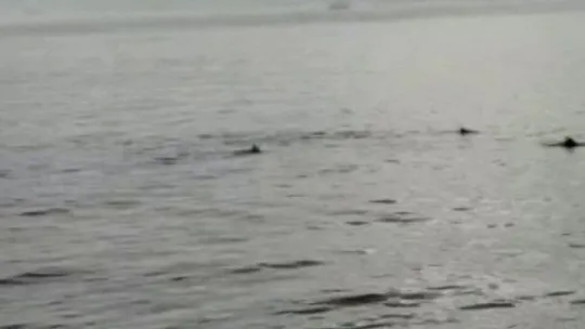 Yunusların denizdeki dansı!