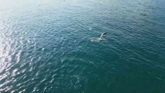 Yunusların en doğal gösterisi