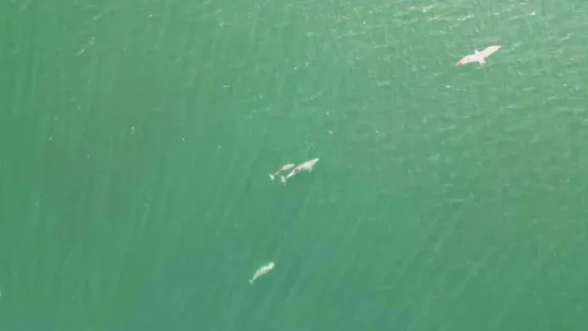 Yunusların en doğal gösterisi