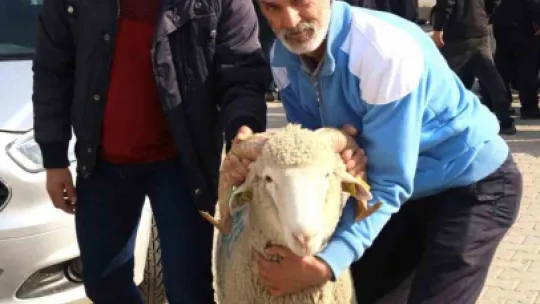 Yüzde 50 hibeli destekle çiftçiye koç ve teke veriliyor