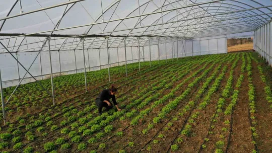 Yüzde 50 hibeli modern sera desteği