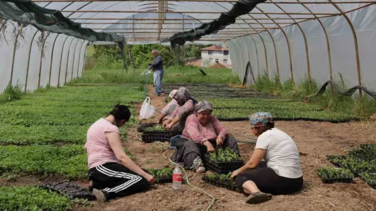 Yüzde 75 hibeli tarım desteği