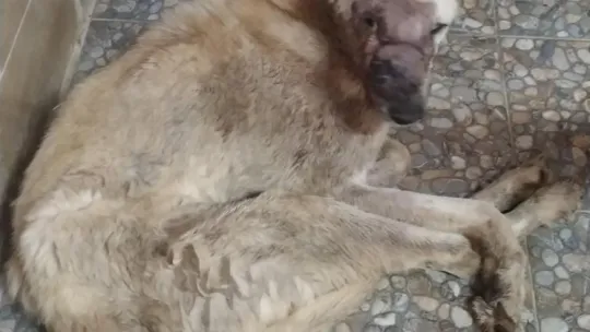 Yüzü ve gözleri yara içindeydi, bu hali herkesi şaşırttı