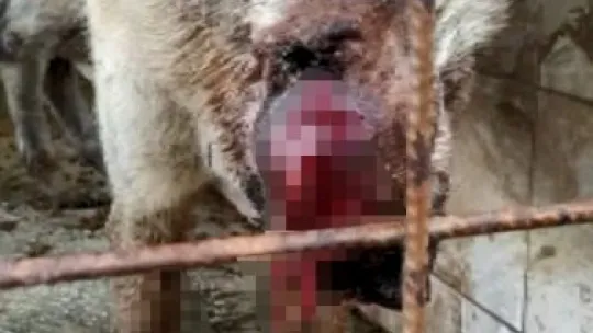 Yüzü ve gözleri yara içindeydi, bu hali herkesi şaşırttı