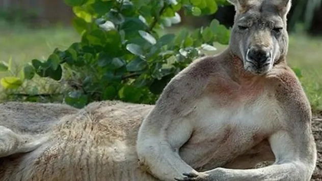 insan gibi davranan hayvanlar