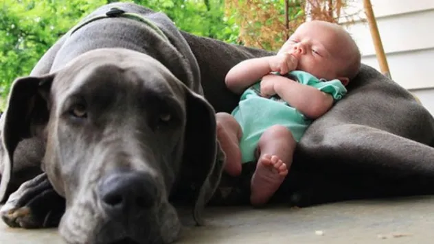 köpeklerle çocukların mükemmel arkadaşlığı