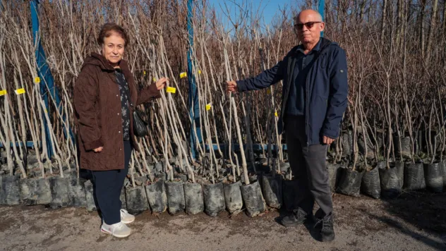 3.600 Trabzon hurması fidanı dağıtılacak