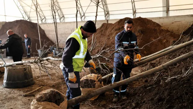 Ağaçlar yeni yerlerinde hayat bulacak