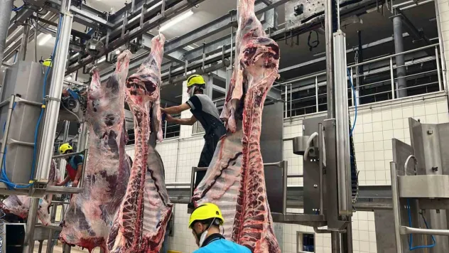 Büyükşehir mezbahasında bakın kaç kesim yapıldı